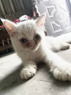 Persian kitten