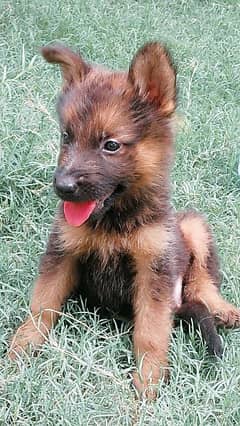 German shepherd female puppy