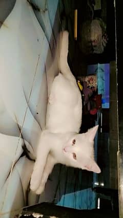 White Cat  White Kittie