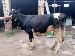 Ghabhan cows