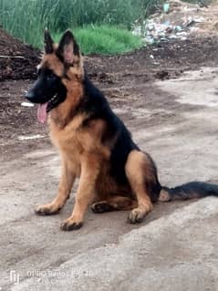 6 months Long Coat German Shepherd Female for Sale