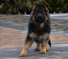 German shepherd pedigree imported puppy available here