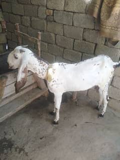 goat for sale 0