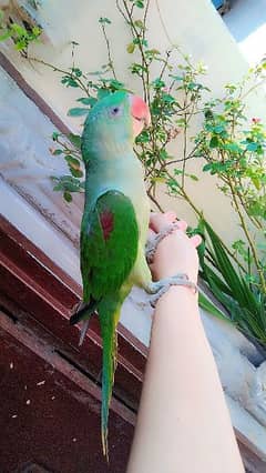 parrot