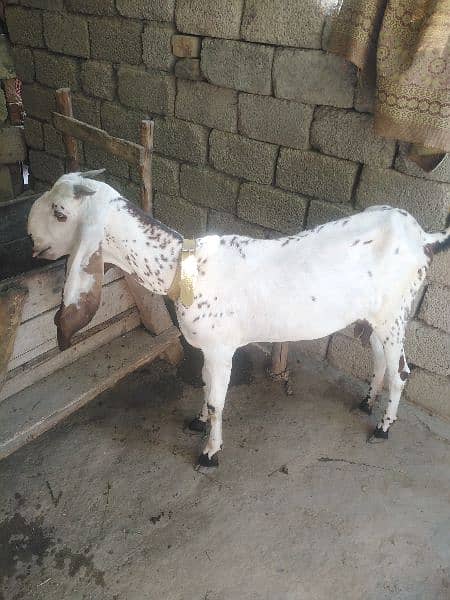 goat for sale 1