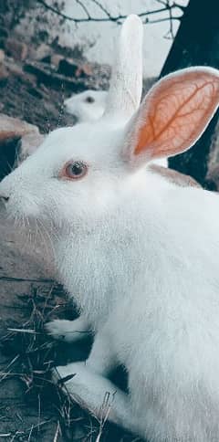 Panon Rabbit