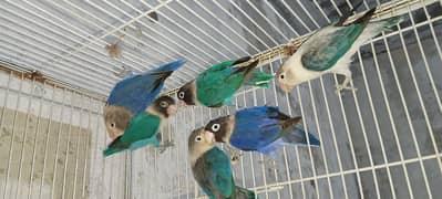 breeder love birds avaialable