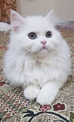 Persian