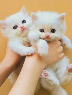 Persian kittens for sale