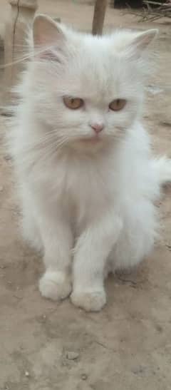 Persian Cat for sale my WhatsApp number 03276330466