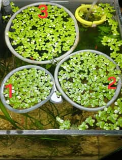 Aquarium Live Plant  Duckweed Limited Stock