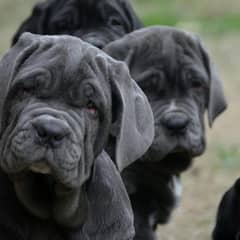 Neapolitan mastiff pedigree imported puppies available for sale