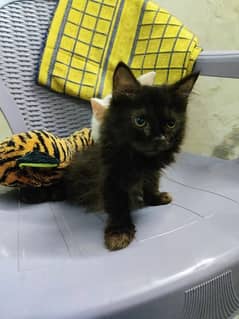 Persian kitten age 5 months for sale 0