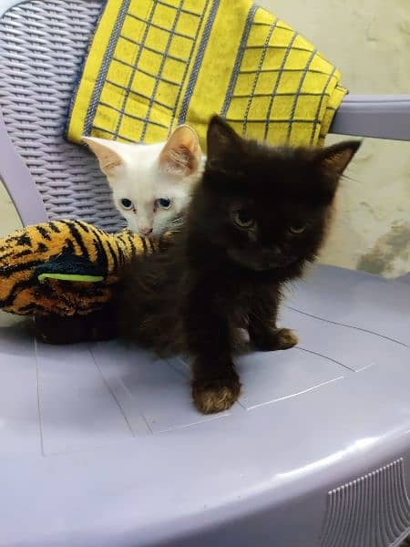 Persian kitten age 5 months for sale 2