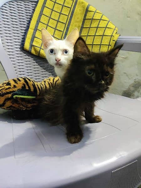 Persian kitten age 5 months for sale 3