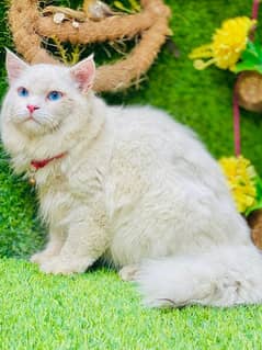 7 Months old male Persian cat fully trained