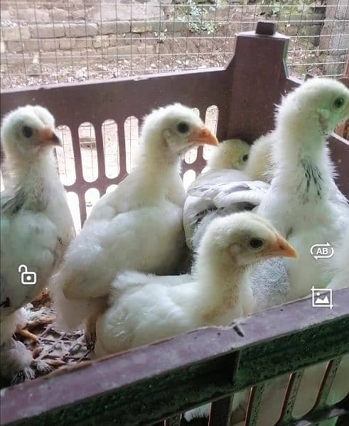 Brahma chicks and eggs for sale 0