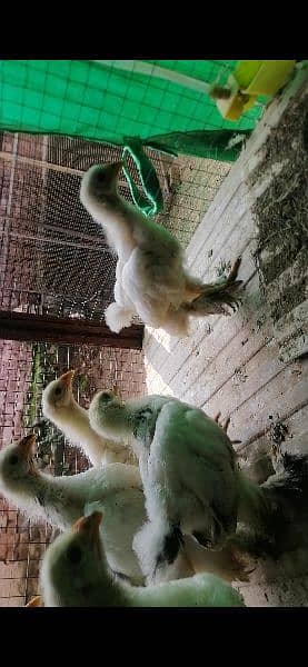 Brahma chicks and eggs for sale 15