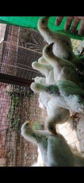 Brahma chicks and eggs for sale 16