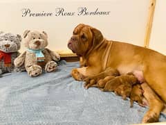 French mastiff pedigree imported parents puppies available here