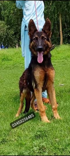 king Belgium sherpad male age  5 month double coat for sale