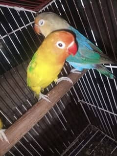 Ready to first breed love birds for sale in Lahore