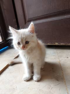 Adorable Persian male Kitten & her Loving Mother for Sale!