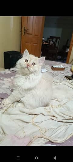 persian triple coat male and female kittens