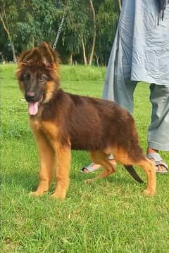 German Shepherd female long coat show qualityblack age 75 days forsale