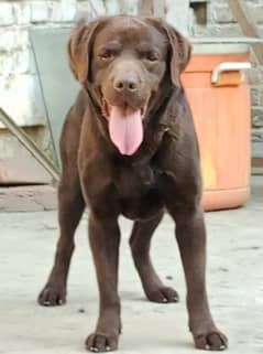 Labrador