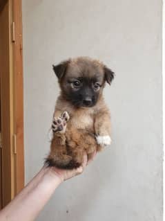 female Russian puppy