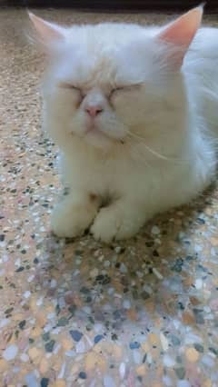 cat male breedar male for urgent sale