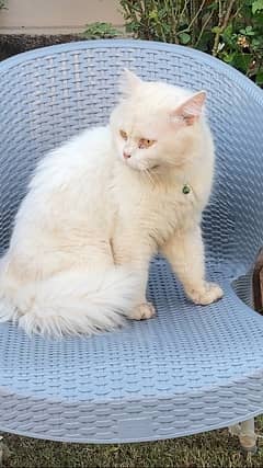 persian male cat