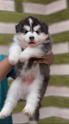 Siberian husky