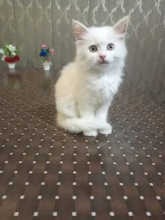 persian kitten grey blue eyes