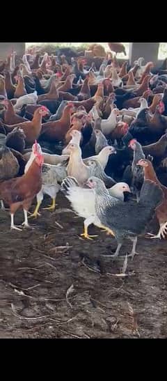 Golden Misri Desi hens hen Murghi pathia available Near to eggs laying