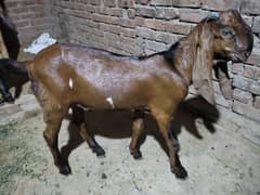 Qurbani