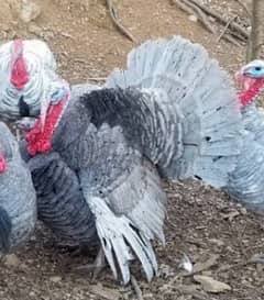 turkey bird chicks / peru . parents lavender blue slate