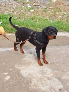 Rottweiler Female Near to heat