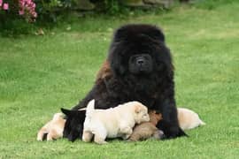 Chow chow puppies imported parents available for sale