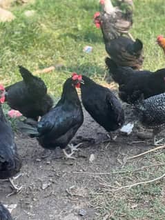 Australorp and fayumi hens