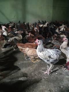 desi hens for sale age 4 month