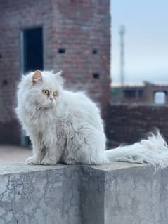 Triple coated Persian Cat