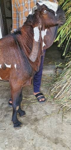 Amritsari Beetal Nagra breeder Male