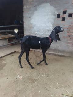 Desi Bakri or bacha (Female 2 months old)