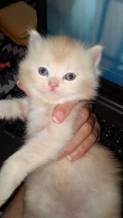 Persian cat for sale Whatsapp +92 314 0725066