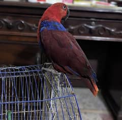 Eclectus Parrot Female Breeder