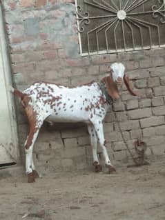 makhi cheena bakra for sale