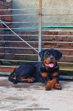 Rottweiler