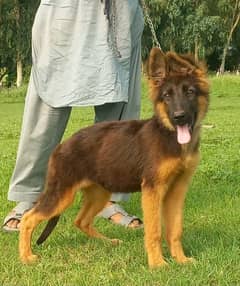 German Shepherd female for sale